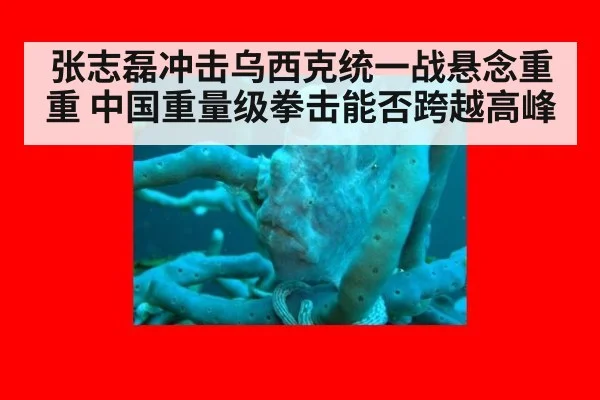 张志磊冲击乌西克统一战悬念重重 中国重量级拳击能否跨越高峰